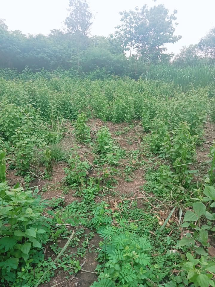 Đất nền Gia Canh Định Quán 3600m² giá 540 triệu - Đất bằng phẳng, dễ xây dựng!