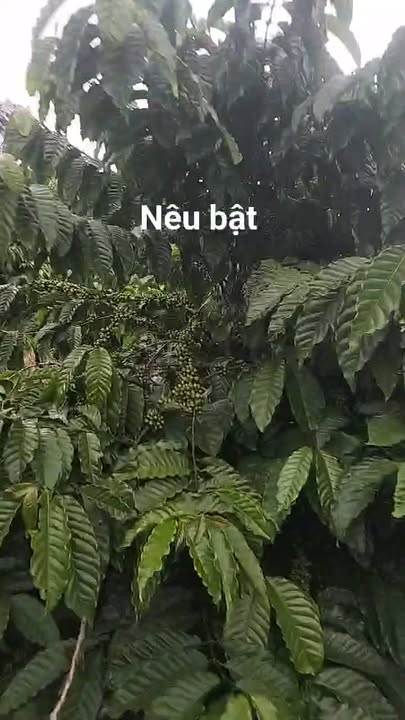 Đất nền 1,2ha tại Đắk N'Drung giá chỉ 2,4 tỷ - Cơ hội đầu tư lý tưởng!