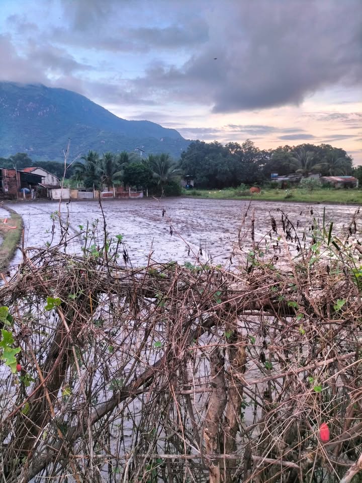 Đất thổ cư Cam Phước Tây 280m² giá 140 triệu - Sổ đỏ chính chủ!