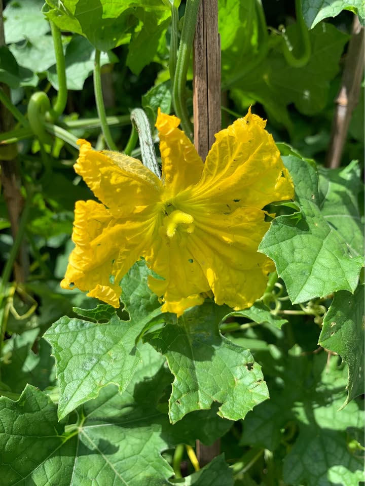 Bán gấp nhà tại đường Nguyễn Đức An, Sơn Trà - Diện tích 159m² giá 28 tỷ - Cơ hội đầu tư tốt!