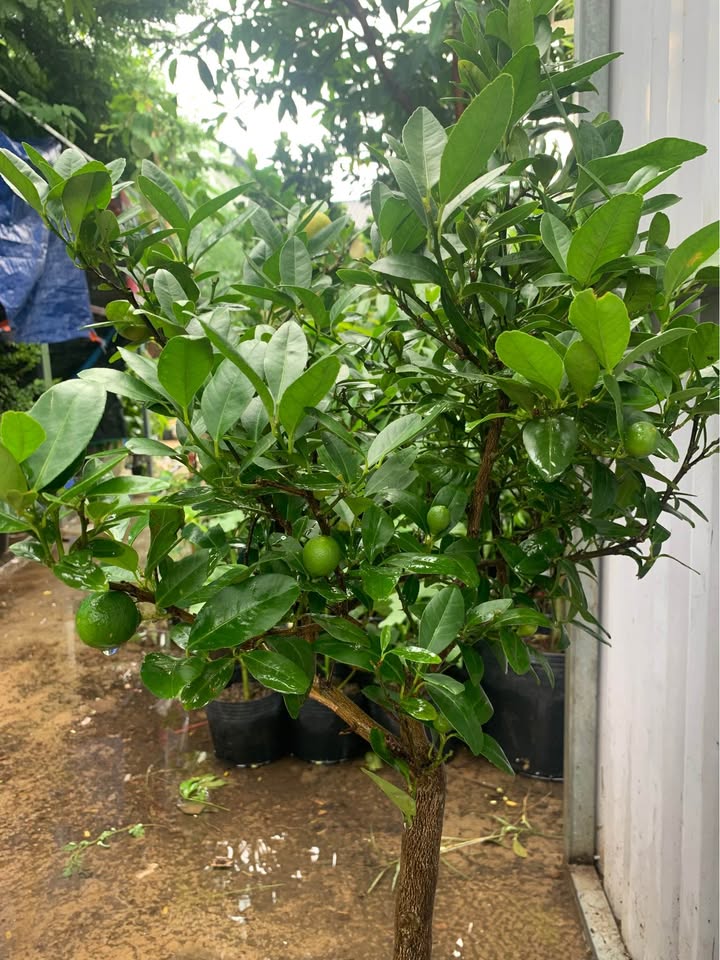 Đất nền Trương Định 100m² giá 12.5 tỷ - Đối diện Trường Tiểu Học Quang Trung!