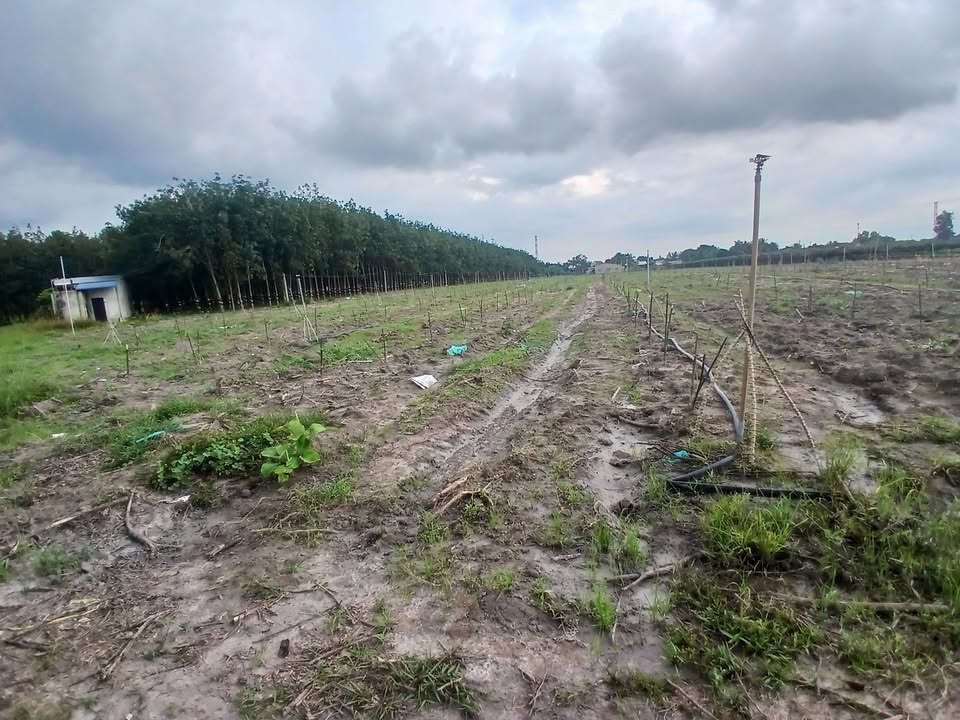 Đất nền Thạnh Đông 1000m² giá 28 tỷ - Cơ hội đầu tư sinh lời!