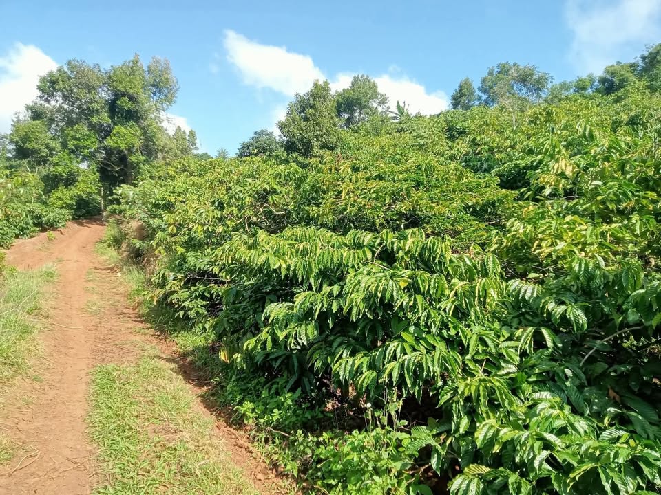 Đất nông nghiệp Đắk Hoà 10800m² giá 420 triệu - Gần chợ thuận tiện cho kinh doanh!