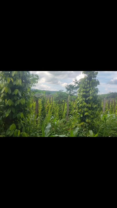 Farm 1.8ha tại Tân Thành, Krông Nô giá 4.4 tỷ - Chính chủ bán gấp!