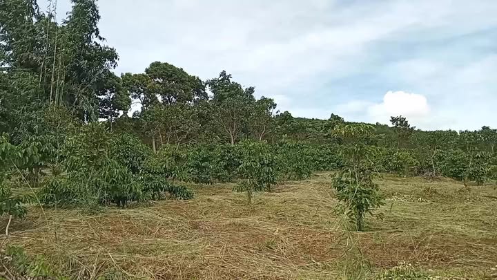 Lô cà phê tại Quảng Tân, Tuy Đức 19000m² giá 1.5 tỷ - Cơ hội đầu tư hấp dẫn!