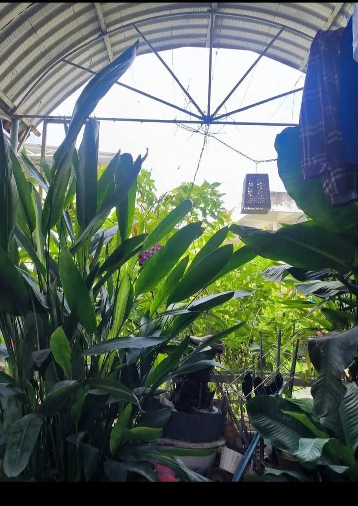 Nhà bán tại kiệt Thanh Sơn, Hải Châu 56m² giá 3.7 tỷ - Khu cán bộ biệt thự sang trọng!