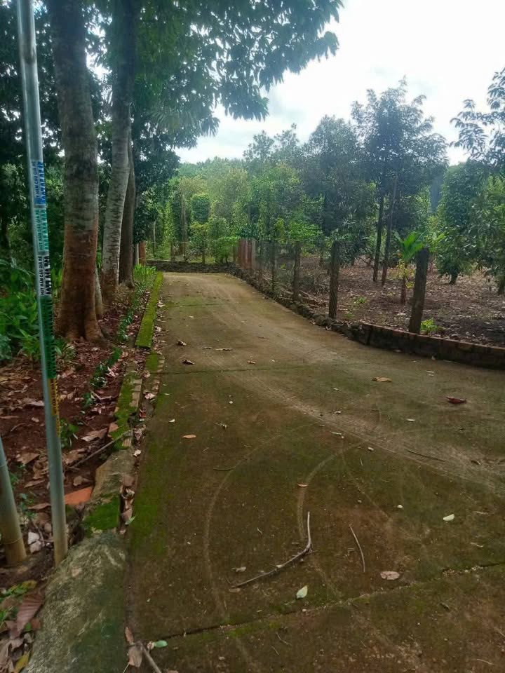 Đất Farm 5 sào tại Thanh Lương, Bình Long - Giá chỉ 1.1 tỷ, gần QL13!