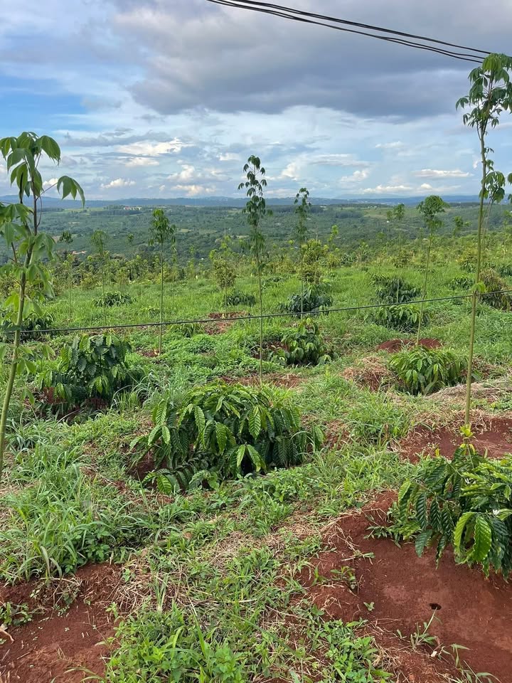 Đất nông nghiệp Ea Khal 4,6ha giá thỏa thuận - Sổ đỏ chính chủ!