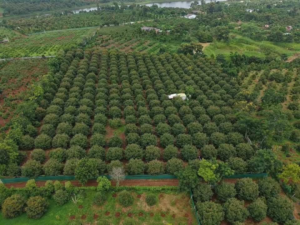 Farm 1,7 ha tại Tân Lập, Tây Ninh - Giá chỉ 9 tỷ, thu nhập ổn định!