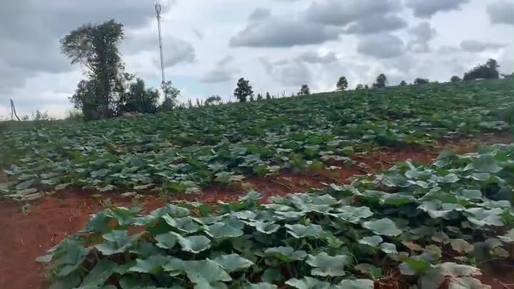 Đất nông nghiệp 3ha tại Đăk Bút So, Tuy Đức chỉ 2.7 tỷ - Cơ hội đầu tư tuyệt vời!