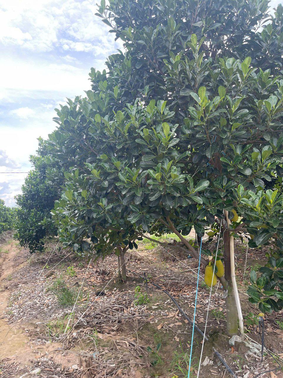 Đất 2.2 sào Mít SHR HXT DT792 Tây Ninh 2163m² - Giá chỉ 1.3 tỷ VND!