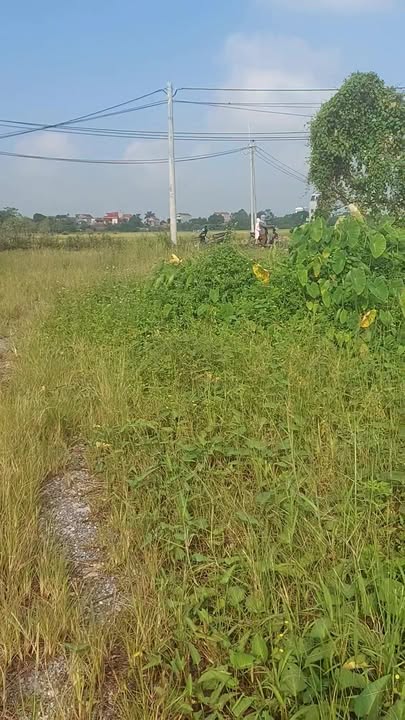 Đất thổ cư Chuyên Mỹ Thường Tín 500m² - Cơ hội đầu tư hấp dẫn!