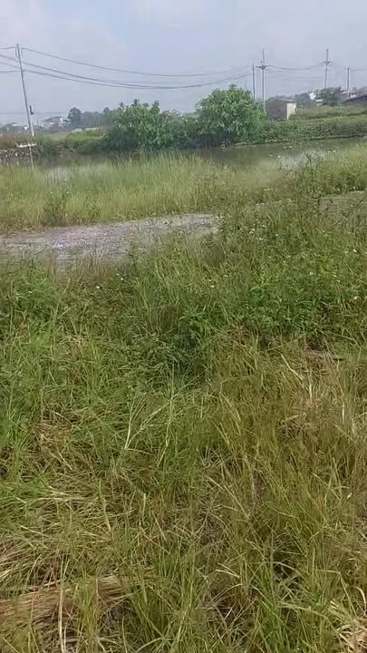 Đất thổ cư 500m² tại xã Chuyên Mỹ, Phú Xuyên - Giá chỉ 1.3 tỷ VND, cơ hội đầu tư tuyệt vời!