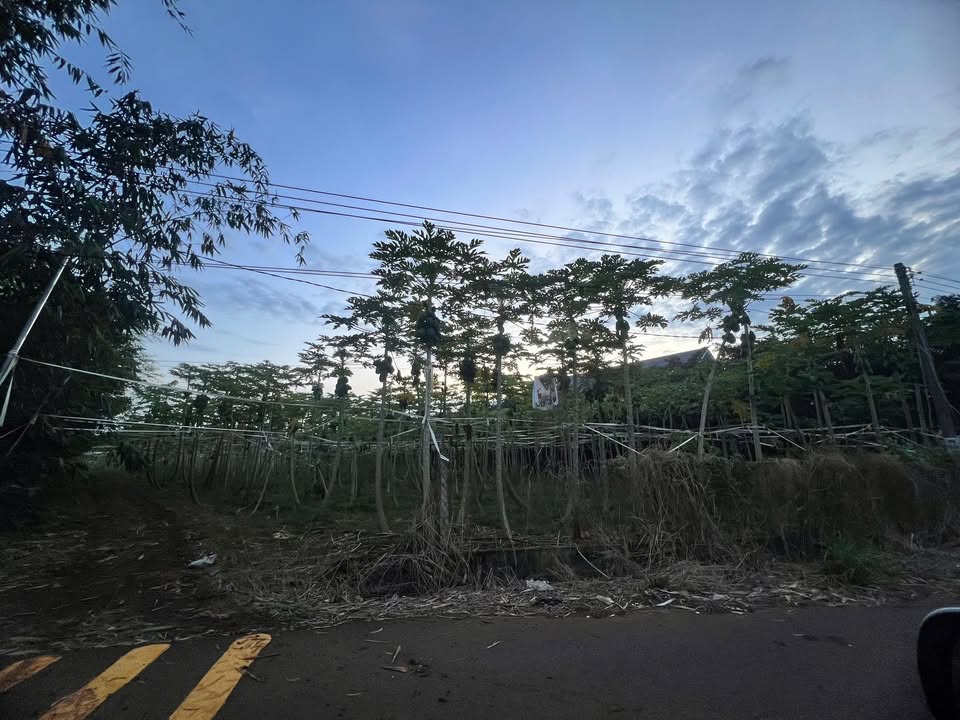 Đất Tân Lâm Xuyên Mộc 1.1ha - Mặt tiền nhựa 8m, vị trí đẹp!