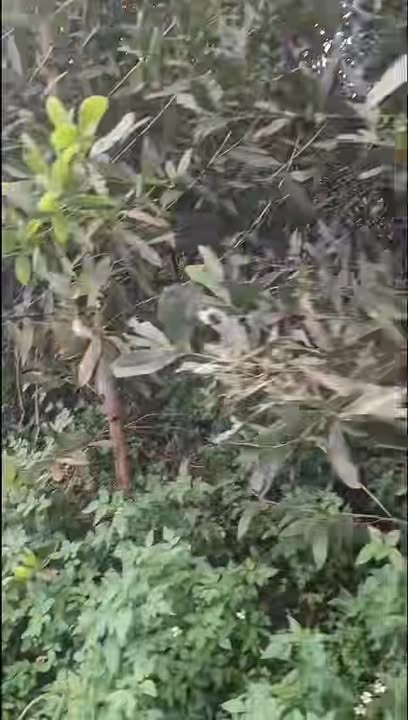 Bán lô đất Farm 5 hecta tại Quỳ Hợp, Nghệ An - Đường đi thuận tiện, đất bằng đẹp!