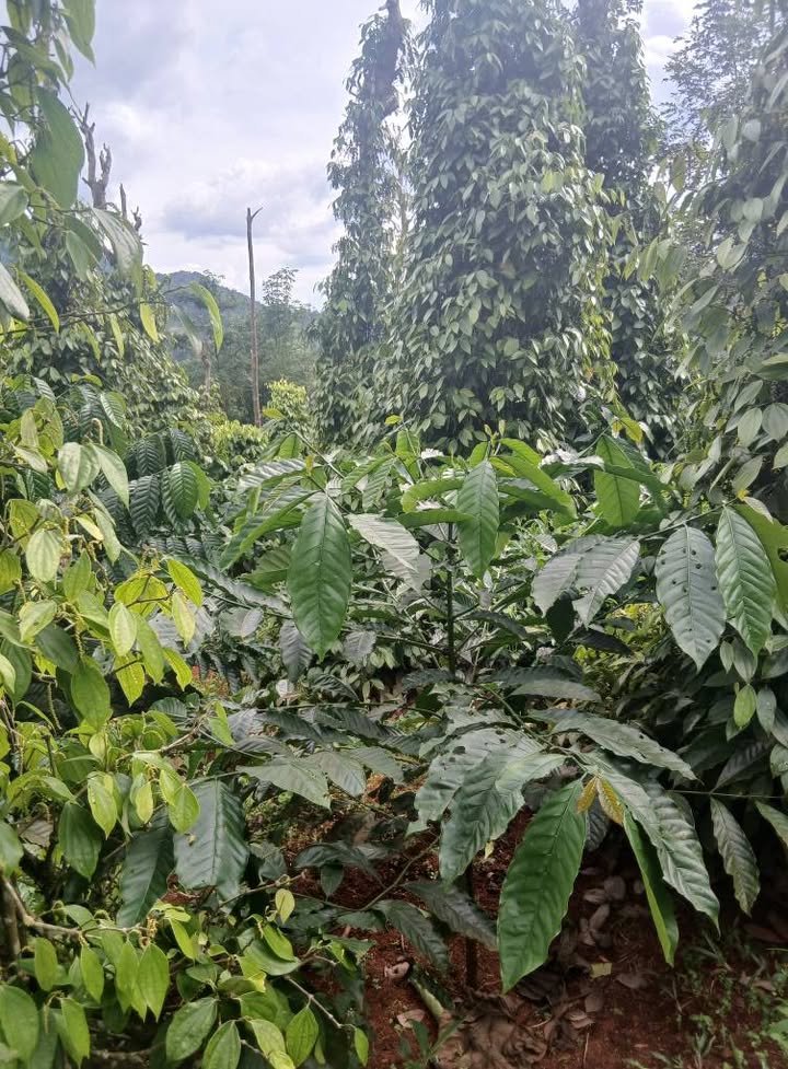 Đất nền 15.000m² tại xã Nam N'Jang, Đắk Song - Sổ đỏ chính chủ, giá thỏa thuận!