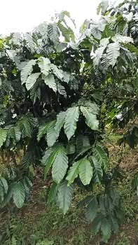 Đất nền 1,2ha tại xã Đinh Trang Hòa, huyện Di Linh - Chỉ 6,24 tỷ!