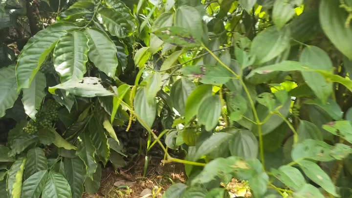 Đất Farm Trường Xuân Đắk Song 25,000m² giá 4.6 tỷ - Nguồn thu ổn định từ cafe và tiêu