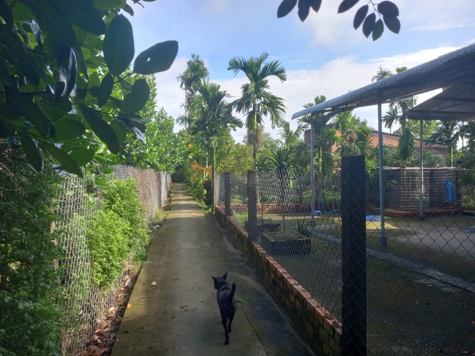 Nhà cấp 4 Long Thới, Chợ Lách, Bến Tre 500m² giá 800 triệu - Đầu tư sinh lời ngay!