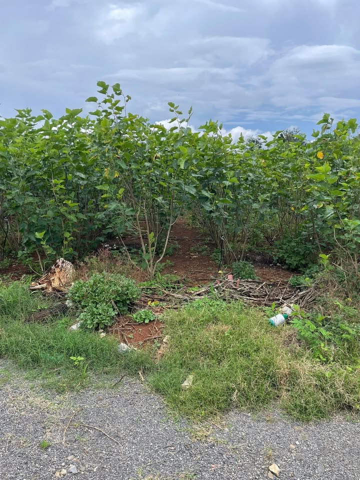 Lô đất đẹp Tân Hội, Đức Trọng 2214m² giá chỉ 2.95 tỷ - Đầu tư sinh lời ngay!