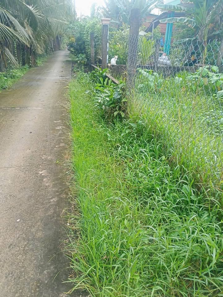 Đất vườn An Thạnh Thủy 3.700m² giá 1.85 tỷ - Đường ô tô tới nơi!