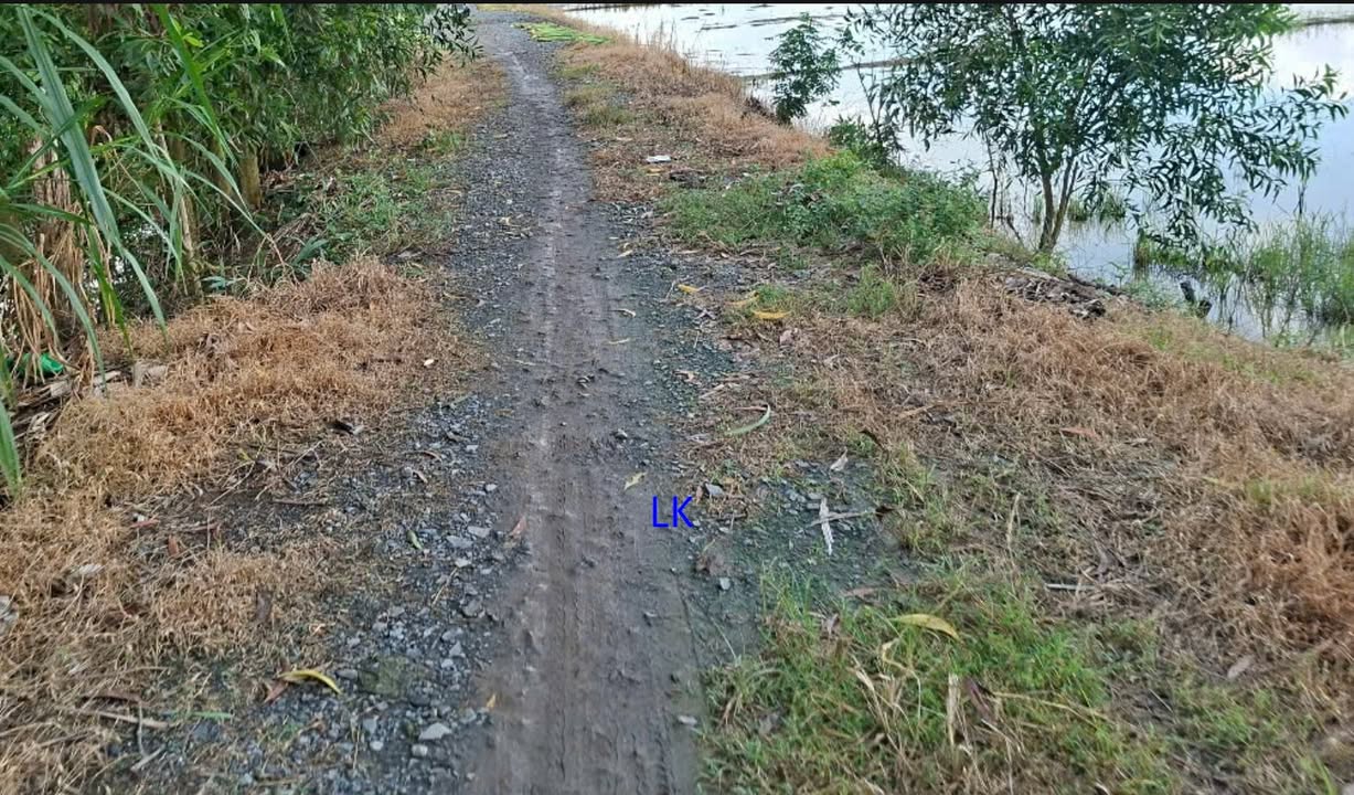 Bán vườn mít Thái và Indo 10.000m² tại Tân Hội Trung - Giá 2.9 tỷ, cơ hội đầu tư hấp dẫn!