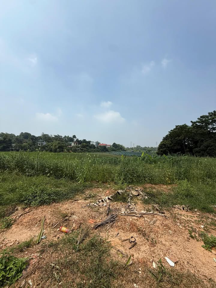 Đất nền Khu Cẩm Đội, Nông Trang, Việt Trì 115m² - Giá cực tốt, đầu tư sinh lời!