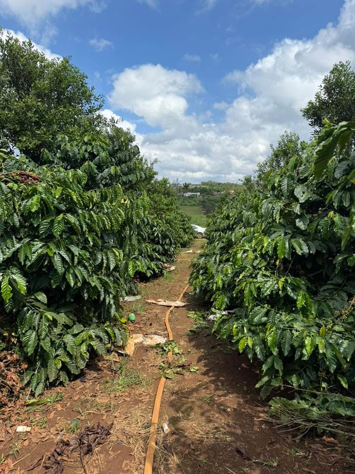 Đất nền Liên Hà 29.520m² giá 4.2 tỷ - Sổ đỏ chính chủ, 2 mặt đường bê tông!