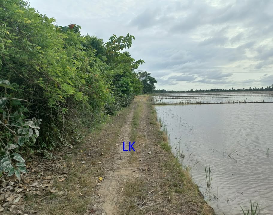 Bán đất lúa 27.500m² tại Hưng Thạnh, Tháp Mười - Giá chỉ 3.575 tỷ VND!