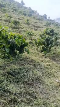 Đất nền 5000m² tại Tân Thanh, Lâm Hà - Giá thỏa thuận hấp dẫn!