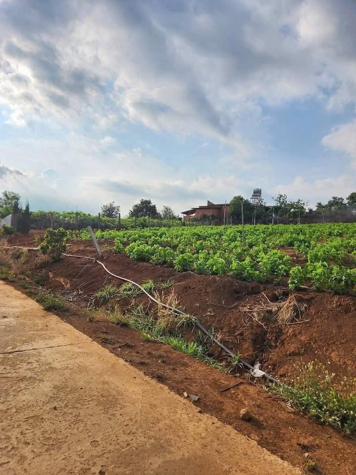 Đất nền Nam Ban Lâm Đồng 699m² giá 1.2 tỷ - Nở hậu, giá tốt nhất khu vực!