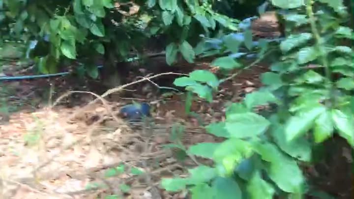 Farm 1.2ha tại xã Ia Lang, Đức Cơ - Giá hợp lý cho nhà đầu tư!