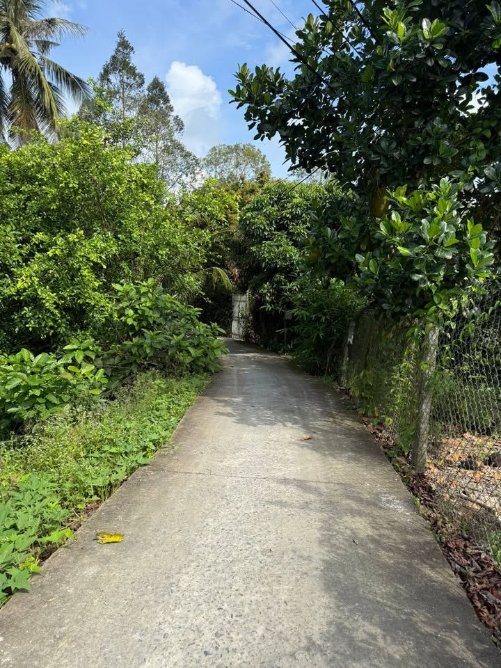 Nhà cấp 4 Hậu Thành, Cái Bè 723m² giá 1.3 tỷ - Cơ hội đầu tư hiếm có!