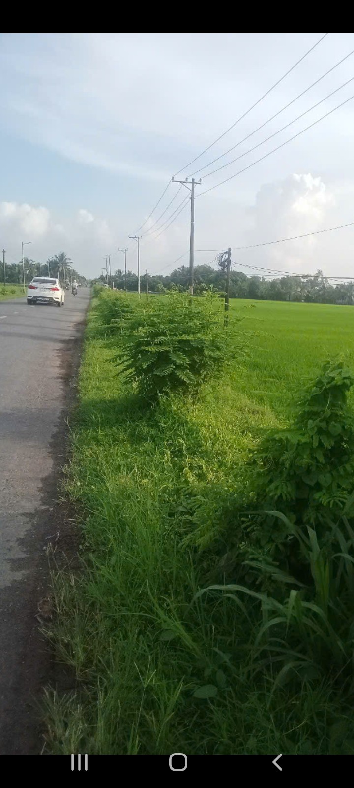 Đất ruộng 5000m² mặt tiền đường tỉnh lộ 911, xã Tân Hiệp - Giá 500 triệu