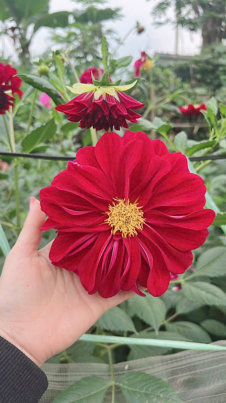 FrontHouse mặt tiền đường Hoàng Quốc Việt 146m² - Kinh doanh sinh lời ngay!