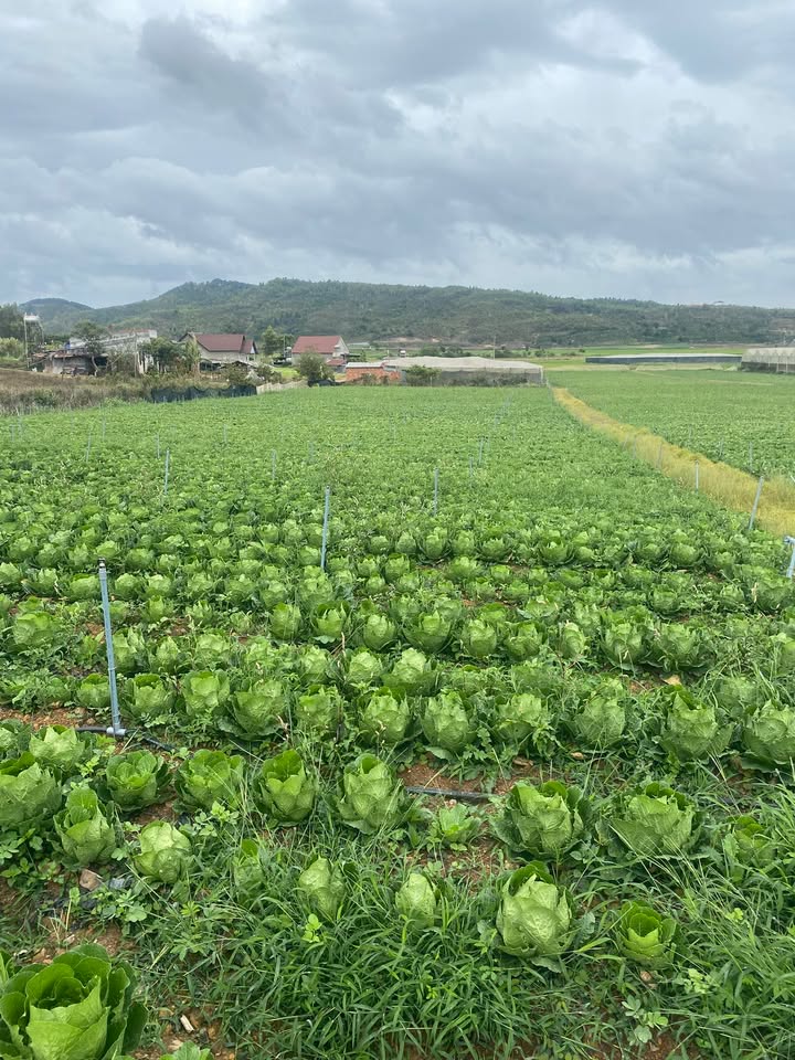 Đất 6,3 sào tại Tu Tra, Đơn Dương - Giá chỉ 3,78 tỷ, đầu tư sinh lời!