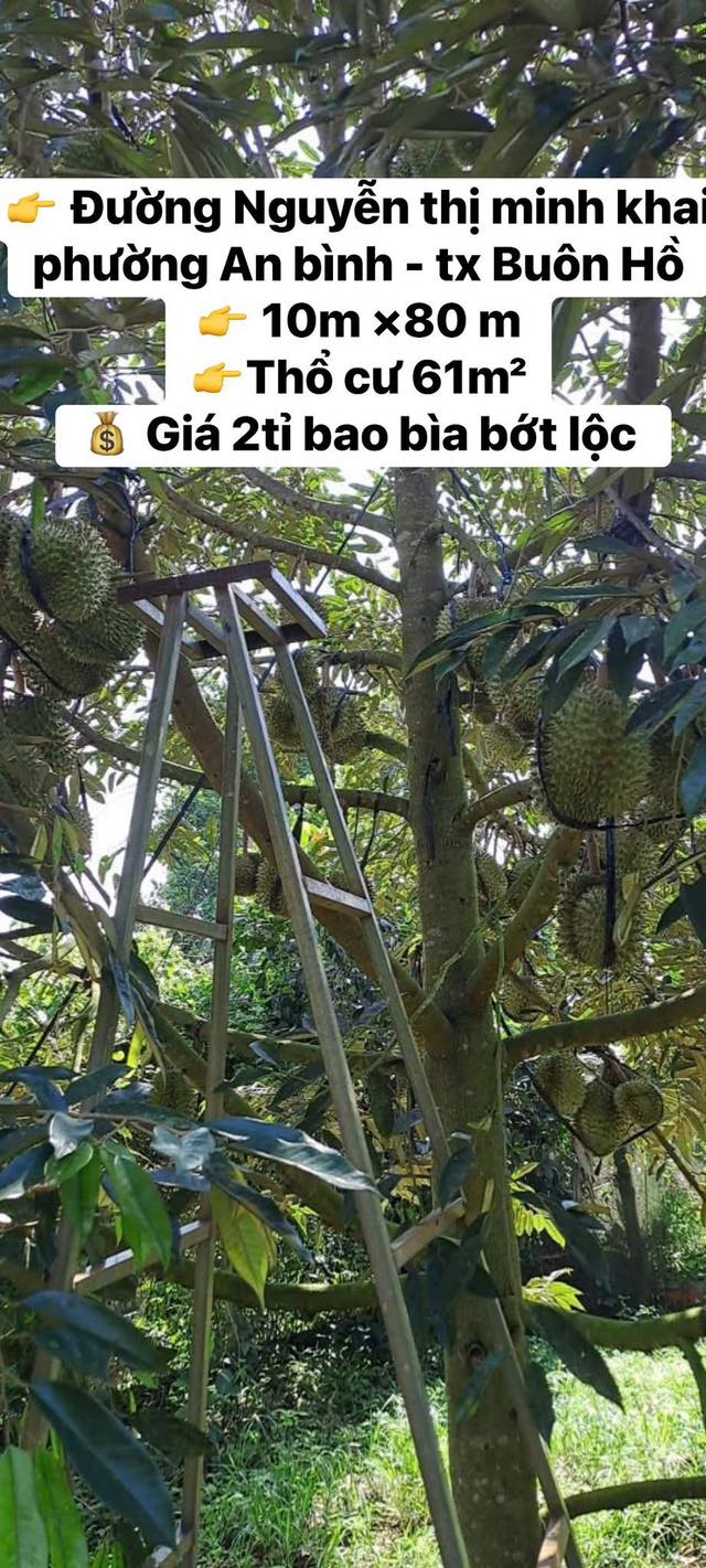 Đất thổ cư 800m² tại Buôn Hồ - Giá 2 tỷ, đầu tư sinh lời ngay!