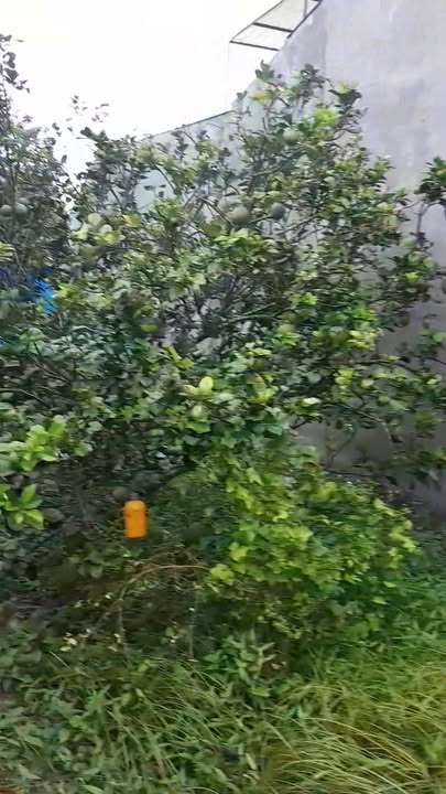 Đất Mặt tiền đường 19/5 Trà Vinh 222m² giá 4.5 tỷ - Đầu tư sinh lời ngay!