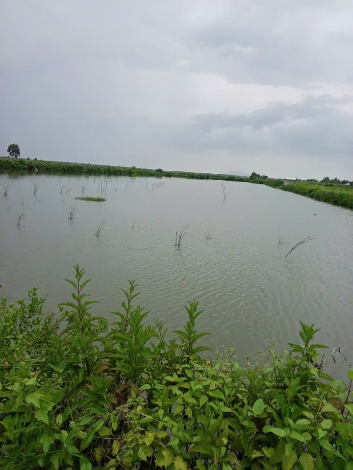 Đất tôm lúa 13000m² xã Nam Thái, An Biên, Kiên Giang - Giá thỏa thuận hấp dẫn!