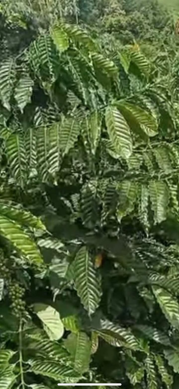 Đất Farm Quảng Tâm Tuy Đức 4ha giá 6.4 tỷ - Đầu tư sinh lời cao!