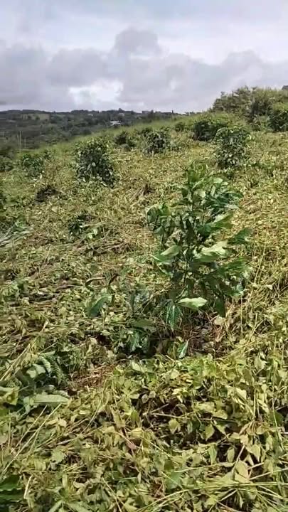 Farm 1.2ha tại Tổ dân phố Tân Lợi, Gia Nghĩa - Giá 2.2 tỷ thương lượng