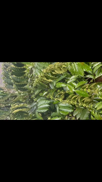 Lô farm 1ha mặt đường nhựa tại Nam Gia Nghĩa - Cơ hội đầu tư 5 tỷ