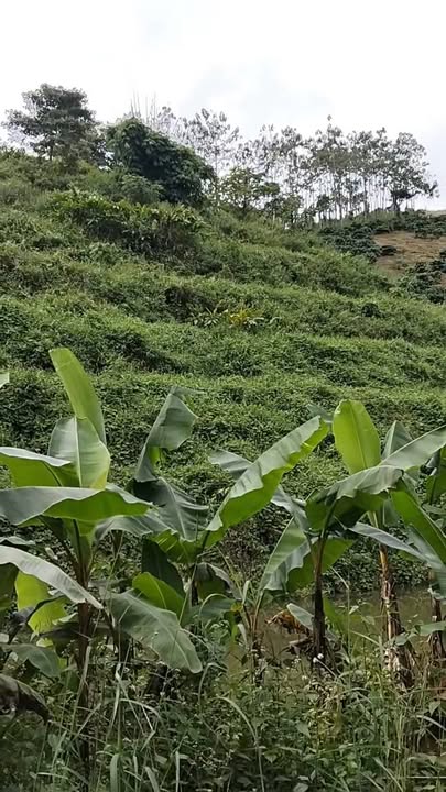 Đất nền 5 sào thôn 10, xã Nâm N'Jang, Đắk Song - Giá chỉ 350 triệu - Đầu tư sinh lời!