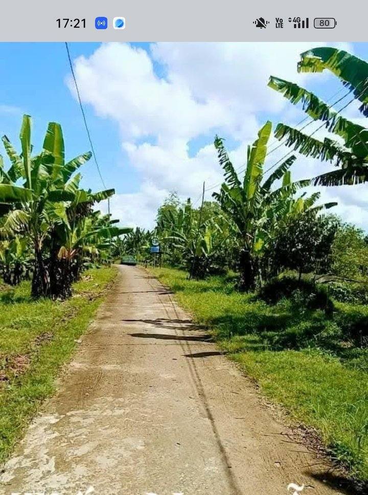 Đất vườn Trường Thắng, Thới Lai 2040m² giá chỉ 800 triệu - Mặt tiền lộ 2m, gần chợ!