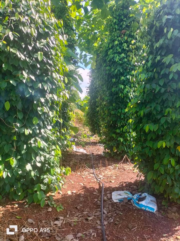 Đất thổ cư 360m² tại thôn 5 Đắk Wil, giá 432 triệu - Sổ hồng chính chủ