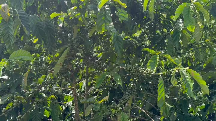 Đất nền 1 Sào 5760m² tại Tân Hà, Lâm Hà - Giá chỉ 1.55 tỷ, thương lượng nhẹ!