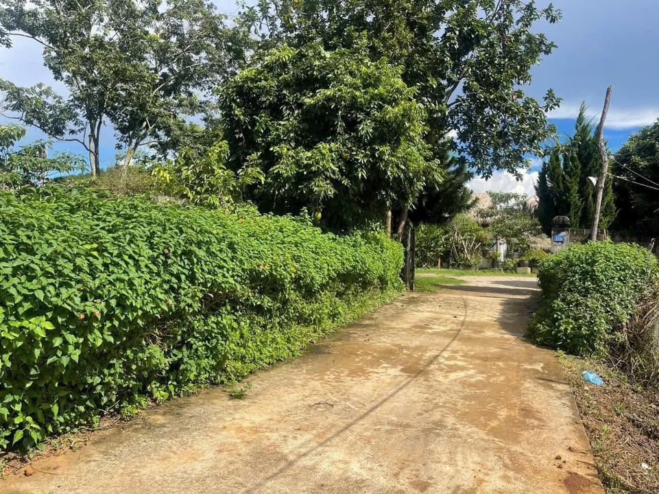 Đất nền đẹp tại Bản Áng, Đông Sang, Mộc Châu 468m² - Vị trí tuyệt vời gần rừng thông!