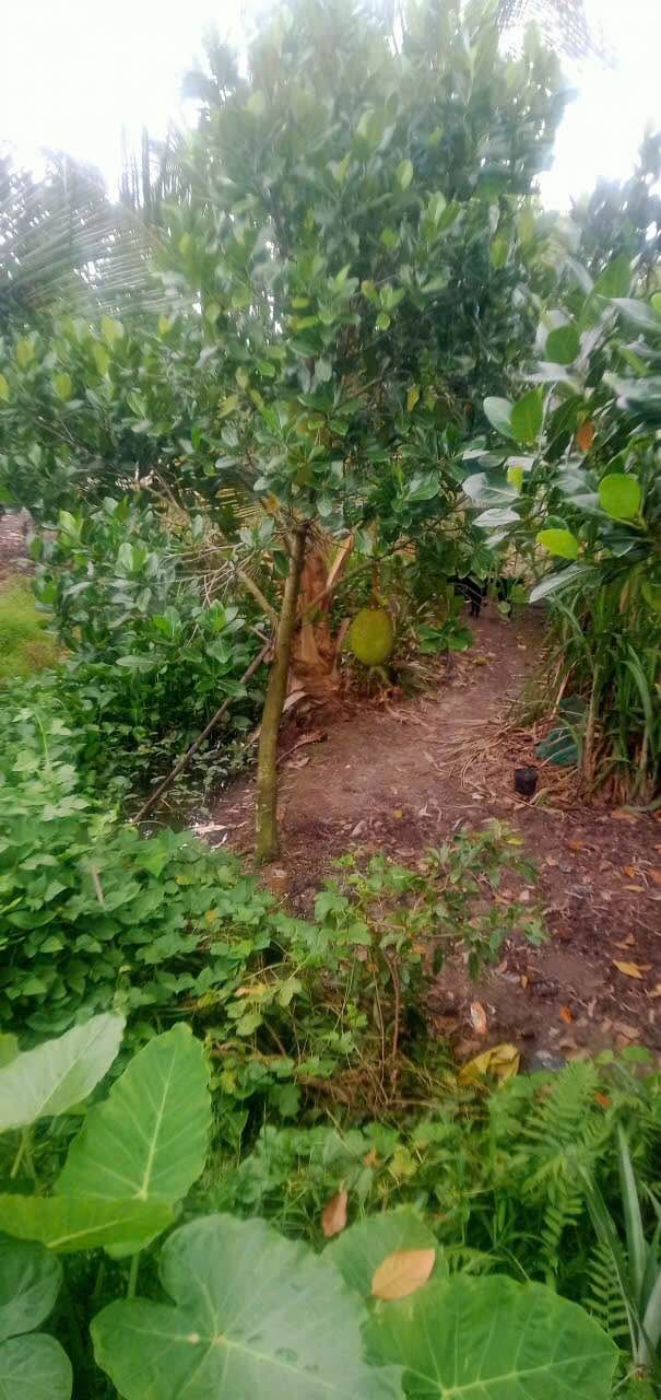 Đất vườn 1000m² tại Ấp Thành Lộc, Vĩnh Long - Giá 699 triệu, thu hoạch dừa mít ngay!