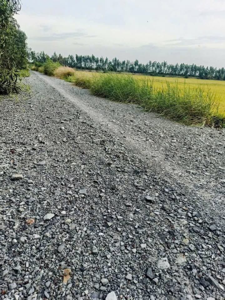 Đất lúa mặt tiền kênh xã Tân Long, Thủ Thừa, Long An - 3 mẫu, giá 2 tỷ/mẫu!