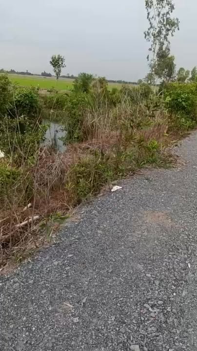 Đất nông nghiệp 22.000m² xã Tân Long, Thủ Thừa - Giá chỉ 2 tỷ/mẫu!